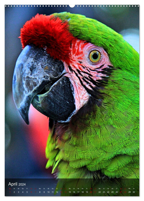 Parrots - exotic beauties (CALVENDO Premium Wall Calendar 2024) 