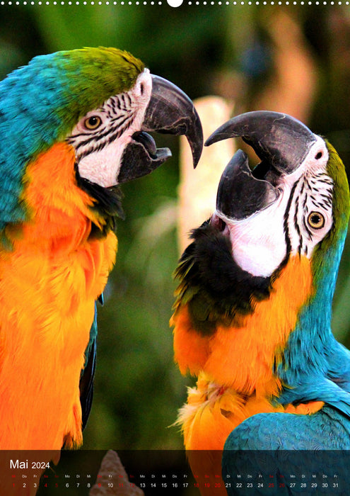 Papageien - exotische Schönheiten (CALVENDO Premium Wandkalender 2024)