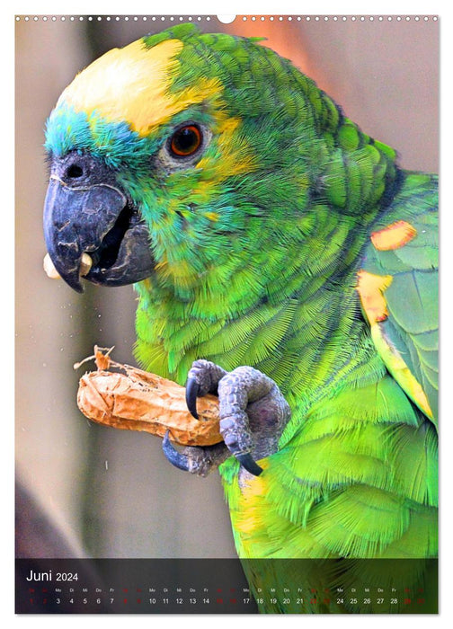 Parrots - exotic beauties (CALVENDO Premium Wall Calendar 2024) 