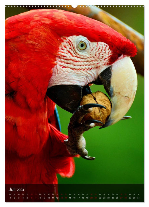 Parrots - exotic beauties (CALVENDO Premium Wall Calendar 2024) 