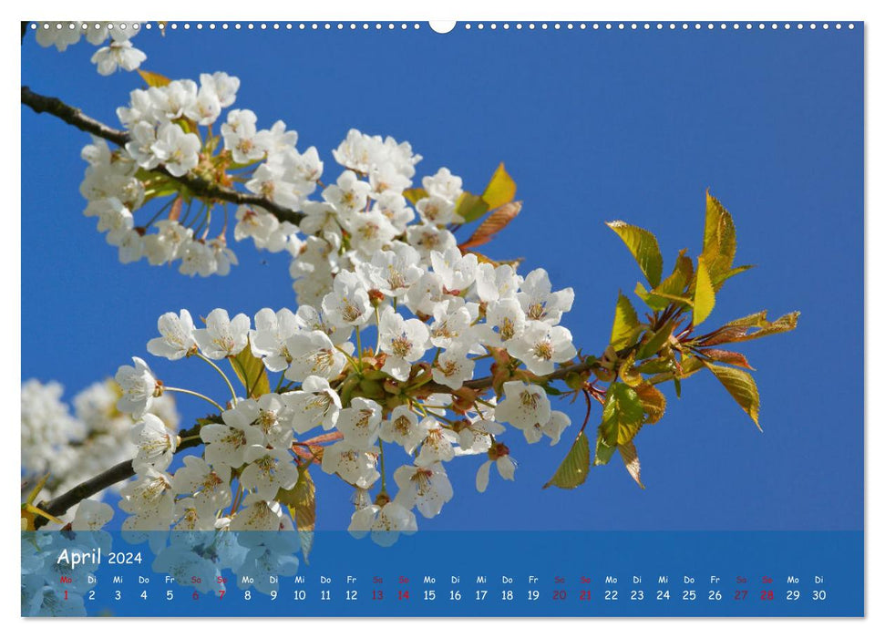 Old country in the changing seasons (CALVENDO wall calendar 2024) 