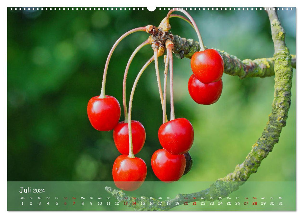 Le vieux pays au fil des saisons (Calendrier mural CALVENDO Premium 2024) 