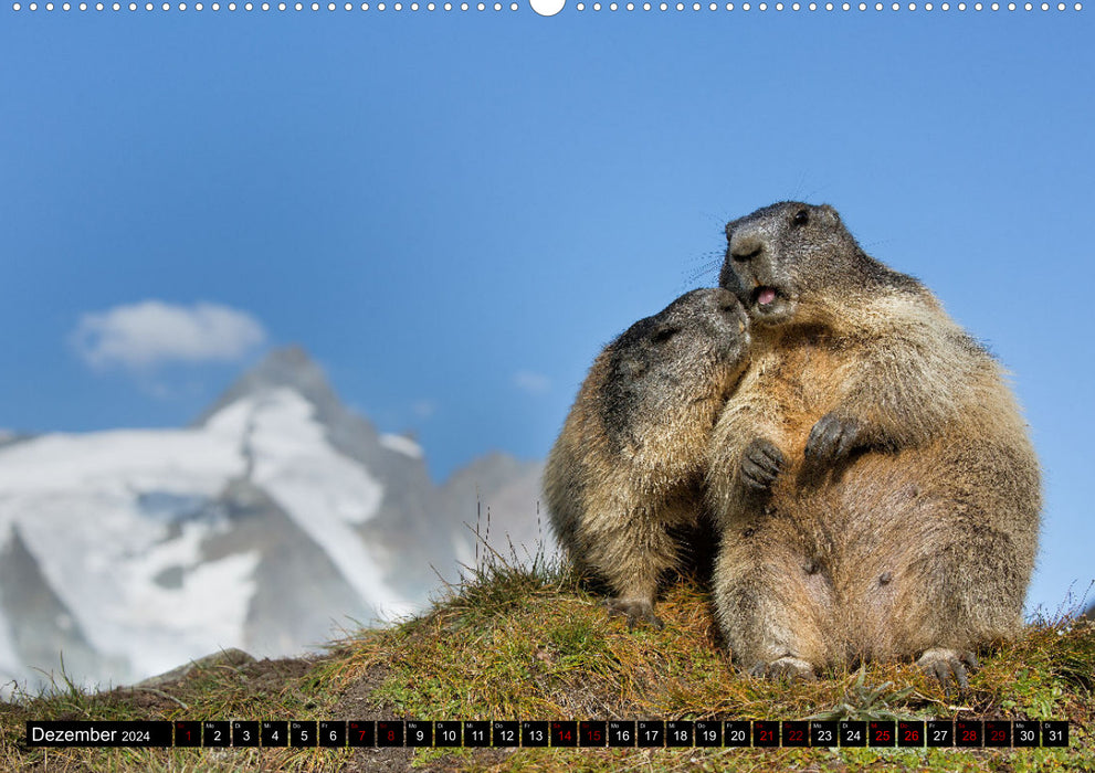 Alpenmurmeltiere - Stars vor der Kamera (CALVENDO Wandkalender 2024)