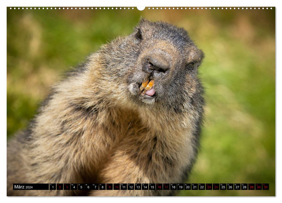 Marmottes alpines - étoiles devant la caméra (Calendrier mural CALVENDO 2024) 