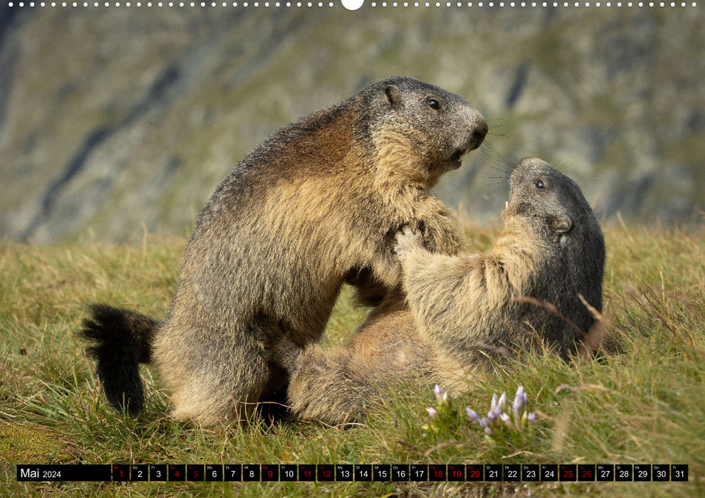 Alpenmurmeltiere - Stars vor der Kamera (CALVENDO Wandkalender 2024)
