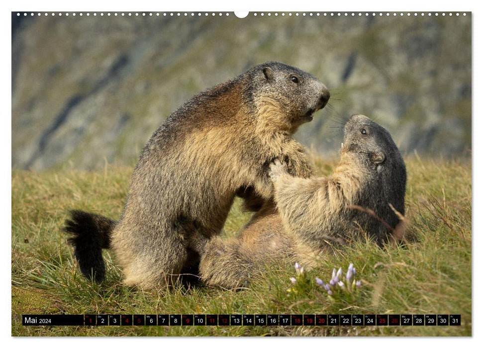 Marmottes alpines - étoiles devant la caméra (Calendrier mural CALVENDO 2024) 