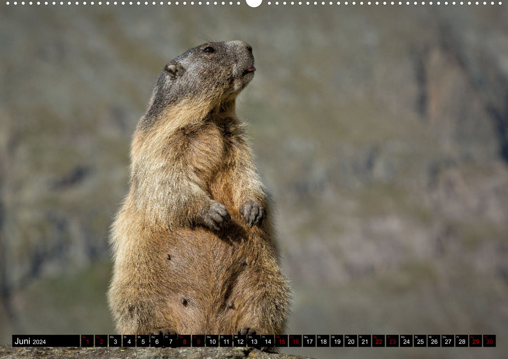 Marmottes alpines - étoiles devant la caméra (Calendrier mural CALVENDO 2024) 