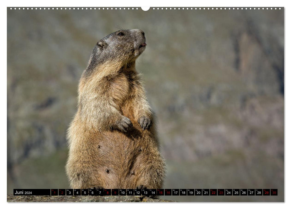 Marmottes alpines - étoiles devant la caméra (Calendrier mural CALVENDO 2024) 