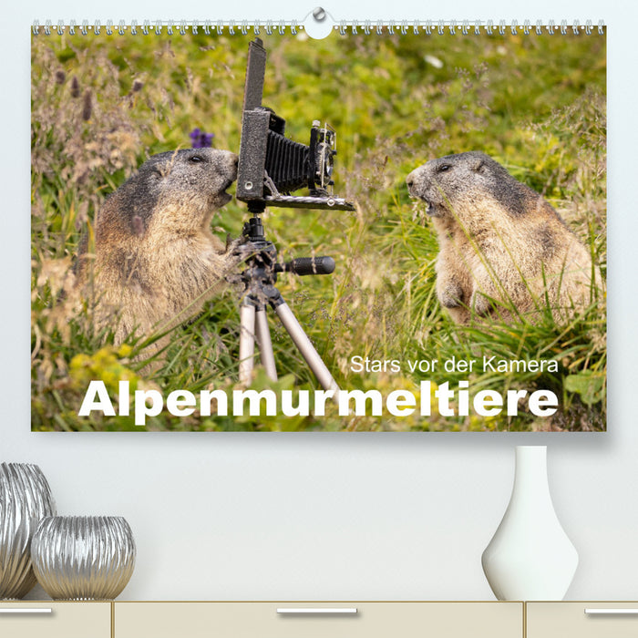 Alpenmurmeltiere - Stars vor der Kamera (CALVENDO Premium Wandkalender 2024)