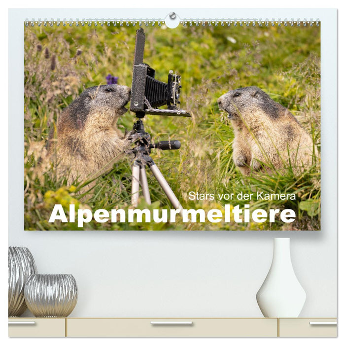 Alpenmurmeltiere - Stars vor der Kamera (CALVENDO Premium Wandkalender 2024)