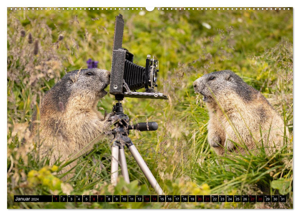Alpine marmots - stars in front of the camera (CALVENDO Premium Wall Calendar 2024) 