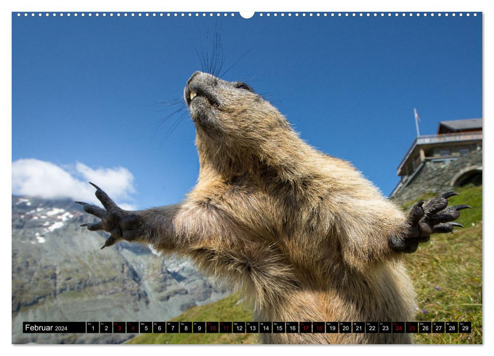 Alpine marmots - stars in front of the camera (CALVENDO Premium Wall Calendar 2024) 