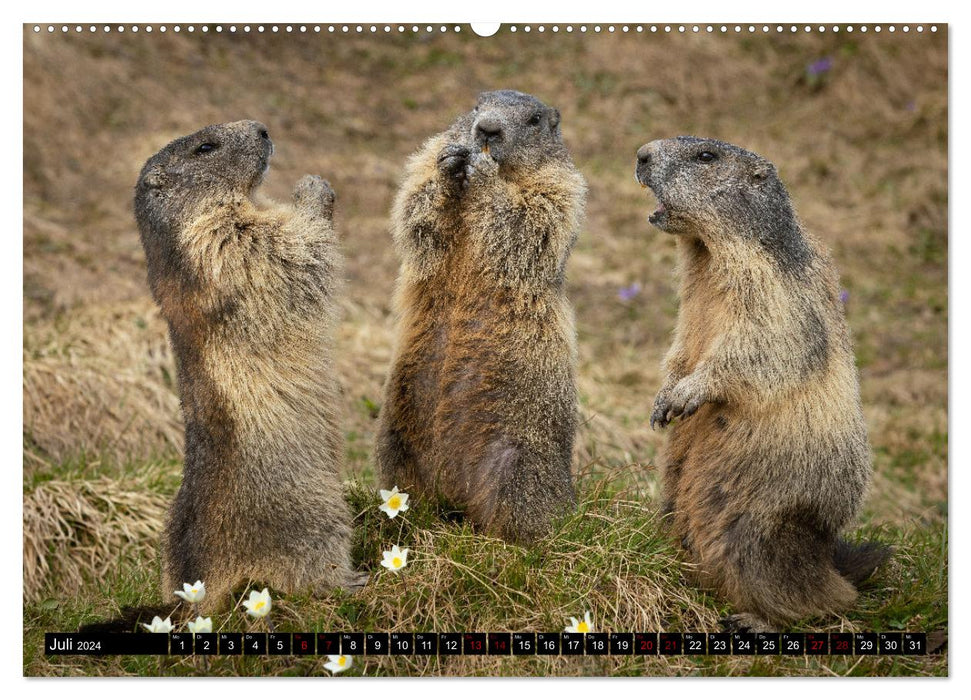 Marmottes alpines - étoiles devant la caméra (Calendrier mural CALVENDO Premium 2024) 
