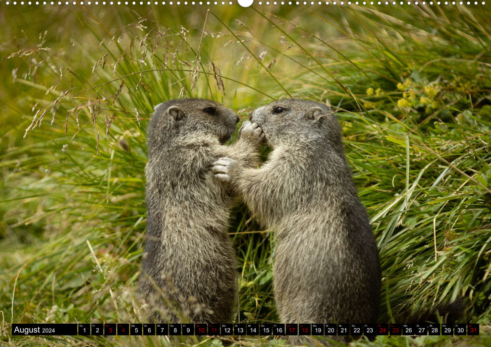 Marmottes alpines - étoiles devant la caméra (Calendrier mural CALVENDO Premium 2024) 