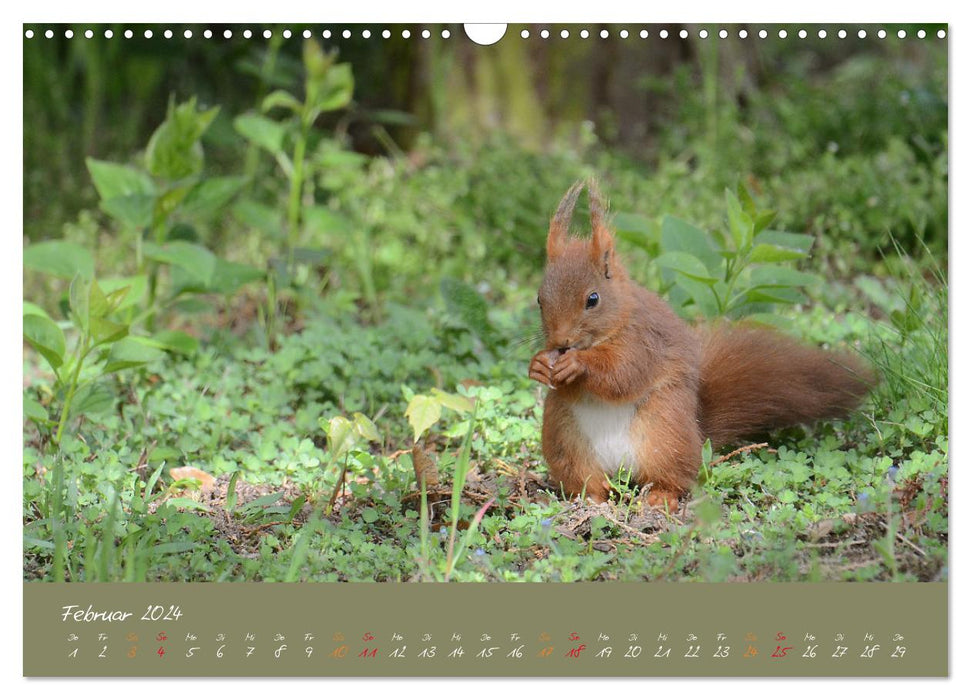 Mein kleiner Freund das Eichhörnchen (CALVENDO Wandkalender 2024)