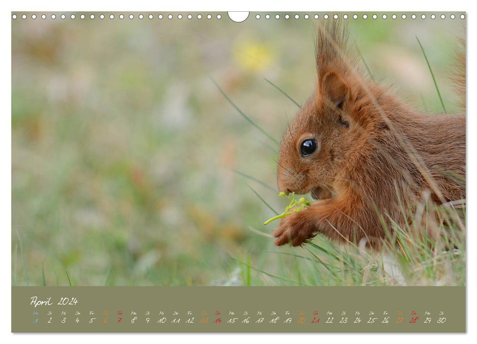 Mein kleiner Freund das Eichhörnchen (CALVENDO Wandkalender 2024)