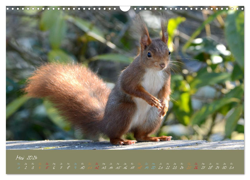 My little friend the squirrel (CALVENDO wall calendar 2024) 