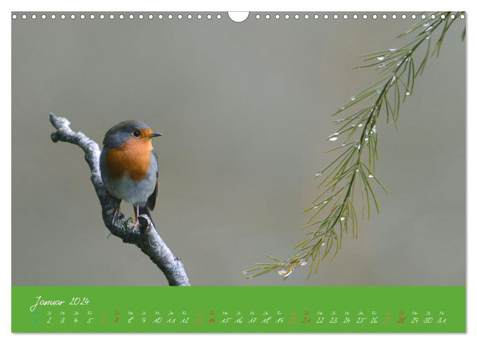 Das Rotkehlchen singt uns ein Lied (CALVENDO Wandkalender 2024)