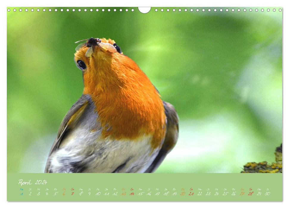 Das Rotkehlchen singt uns ein Lied (CALVENDO Wandkalender 2024)