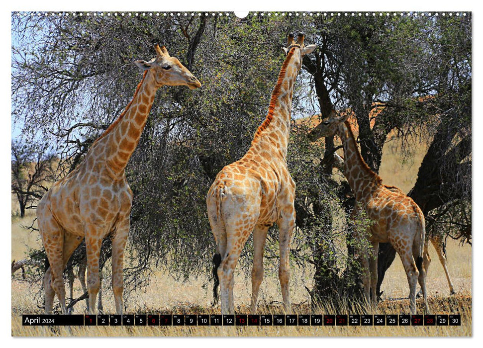 Auf Pirschfahrt im Kgalagadi Transfrontier Park (CALVENDO Wandkalender 2024)