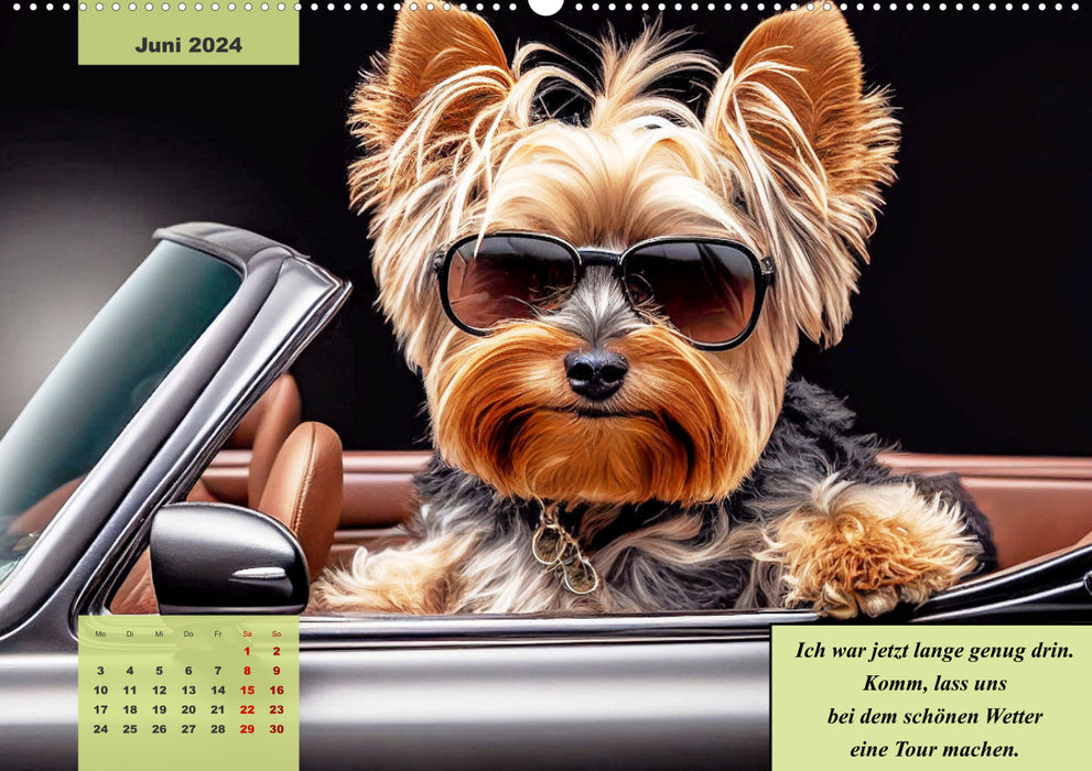 Le calendrier humoristique Yorkshire Terrier (calendrier mural CALVENDO 2024) 