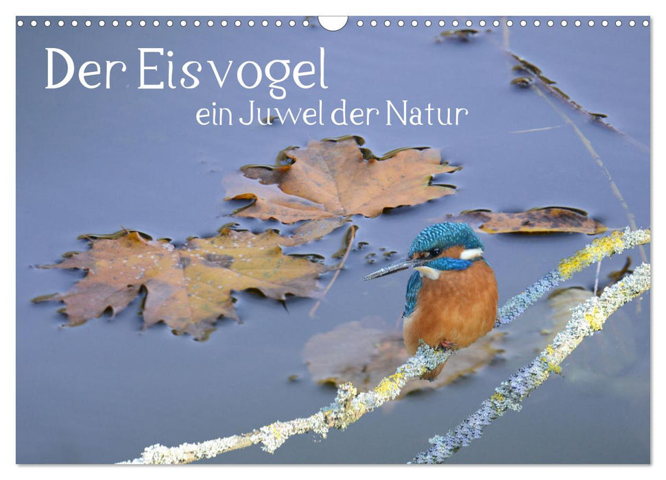 The kingfisher, a jewel of nature (CALVENDO wall calendar 2024) 