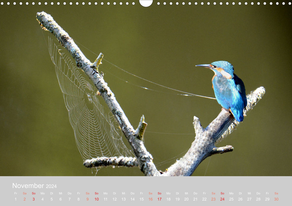 Der Eisvogel, ein Juwel der Natur (CALVENDO Wandkalender 2024)