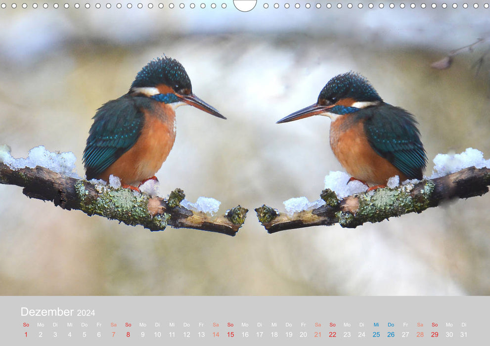 Der Eisvogel, ein Juwel der Natur (CALVENDO Wandkalender 2024)