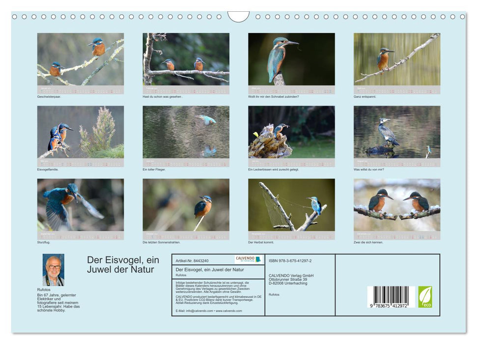 The kingfisher, a jewel of nature (CALVENDO wall calendar 2024) 