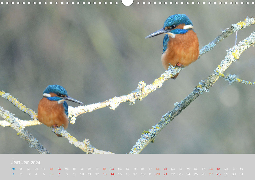 Der Eisvogel, ein Juwel der Natur (CALVENDO Wandkalender 2024)