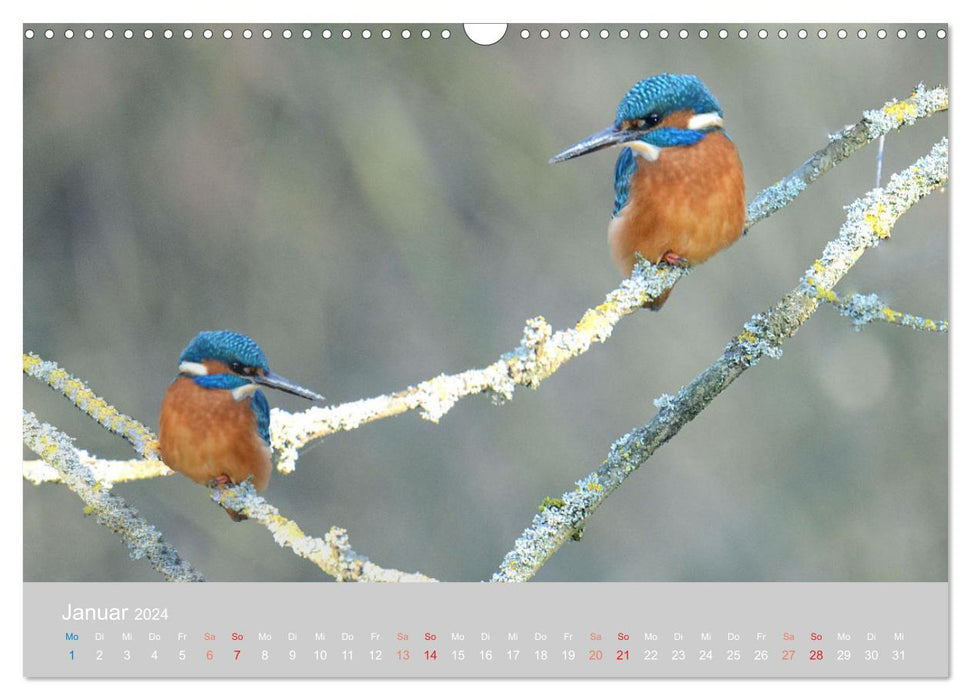 The kingfisher, a jewel of nature (CALVENDO wall calendar 2024) 