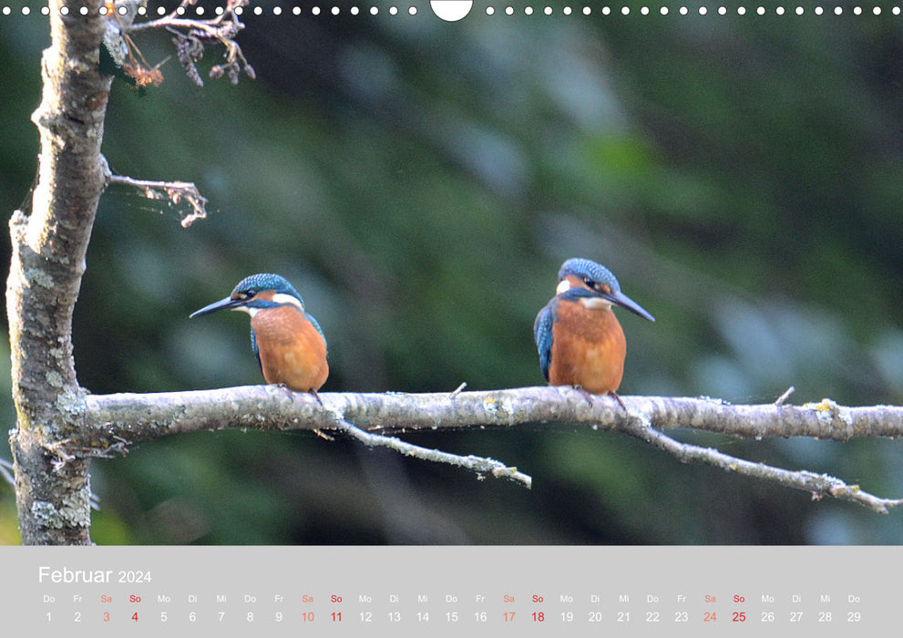 Der Eisvogel, ein Juwel der Natur (CALVENDO Wandkalender 2024)