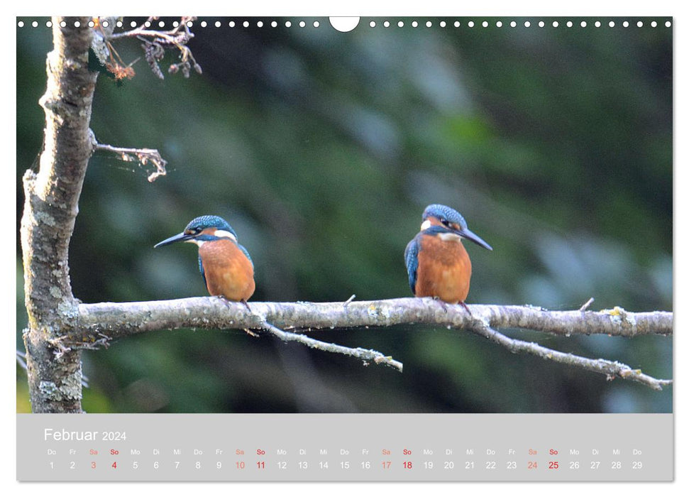 The kingfisher, a jewel of nature (CALVENDO wall calendar 2024) 