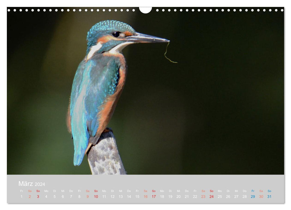 The kingfisher, a jewel of nature (CALVENDO wall calendar 2024) 