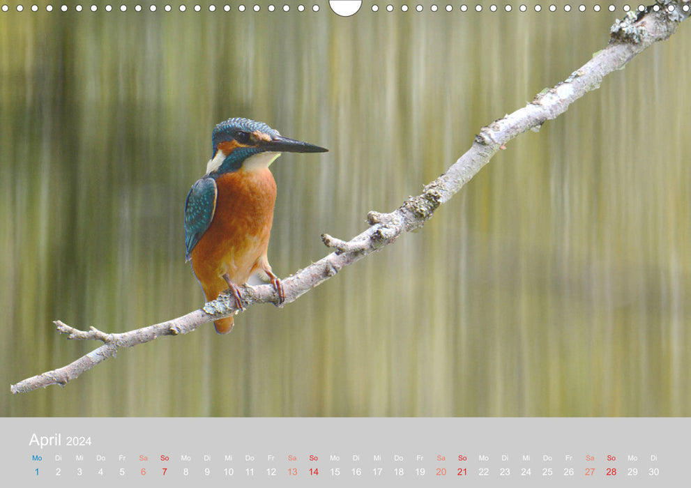 Der Eisvogel, ein Juwel der Natur (CALVENDO Wandkalender 2024)