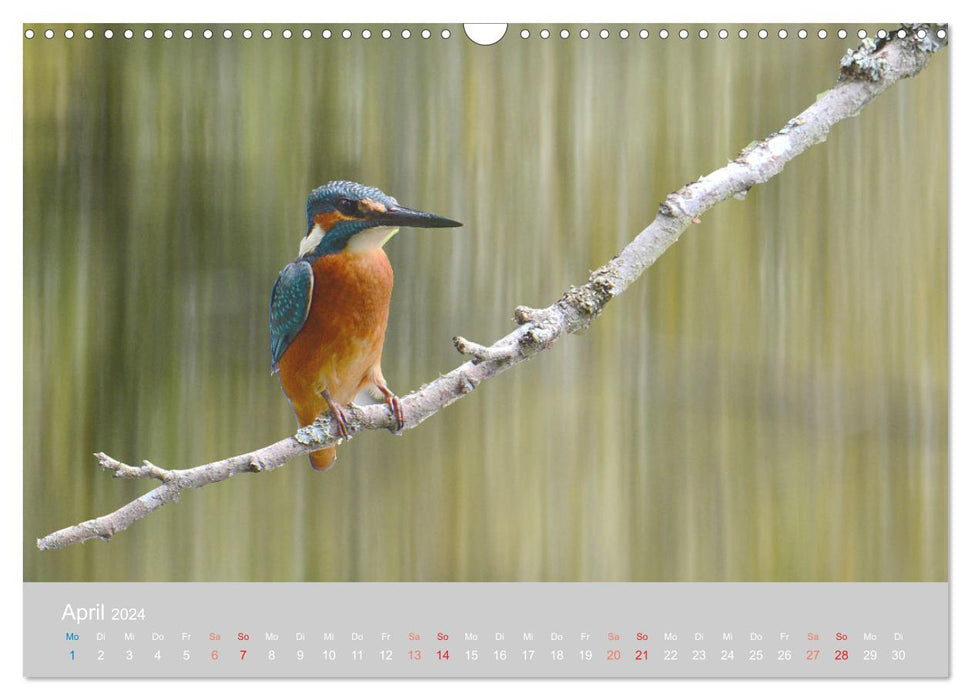 The kingfisher, a jewel of nature (CALVENDO wall calendar 2024) 