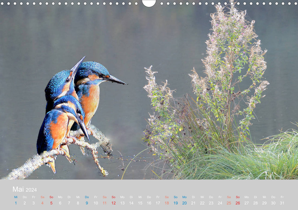 Der Eisvogel, ein Juwel der Natur (CALVENDO Wandkalender 2024)