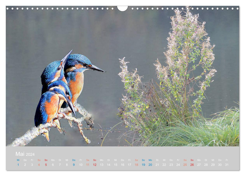 The kingfisher, a jewel of nature (CALVENDO wall calendar 2024) 