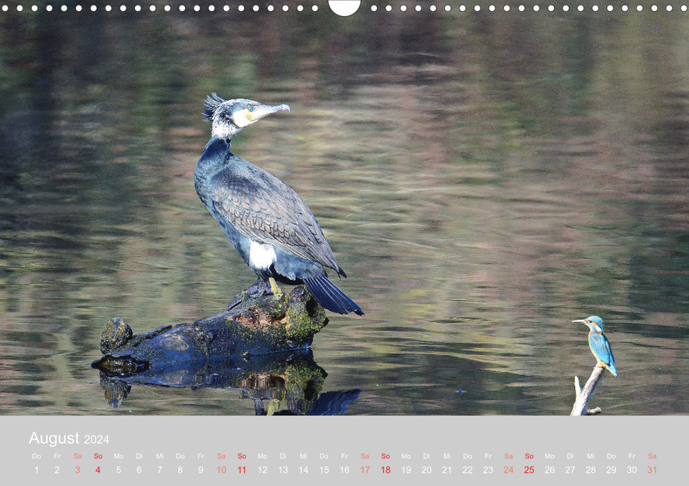 Der Eisvogel, ein Juwel der Natur (CALVENDO Wandkalender 2024)