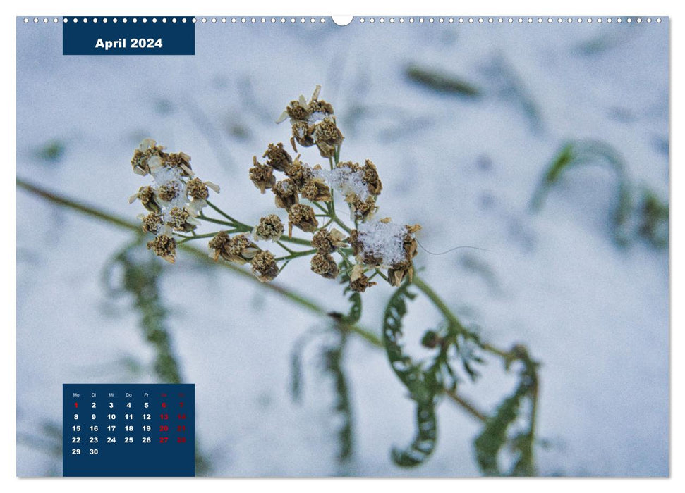 Winter moods in Germany (CALVENDO Premium Wall Calendar 2024) 
