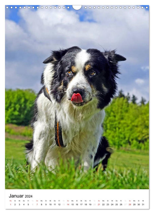 Amoureux des chiens (Calendrier mural CALVENDO 2024) 