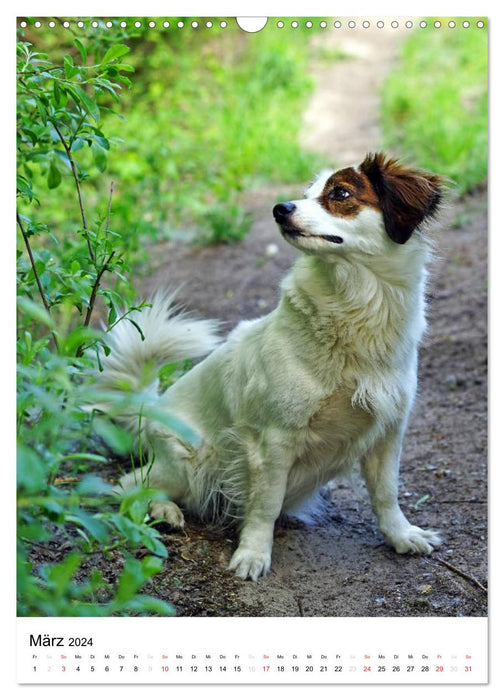 Amoureux des chiens (Calendrier mural CALVENDO 2024) 