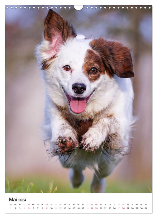 Hundefreunde (CALVENDO Wandkalender 2024)