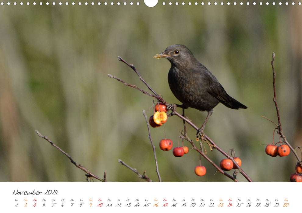 Naturfreunde, jeden Monat ein neues Tier kennen lernen. (CALVENDO Wandkalender 2024)