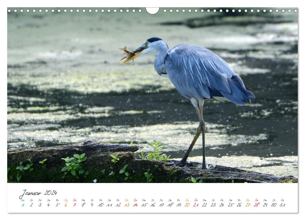 Naturfreunde, jeden Monat ein neues Tier kennen lernen. (CALVENDO Wandkalender 2024)