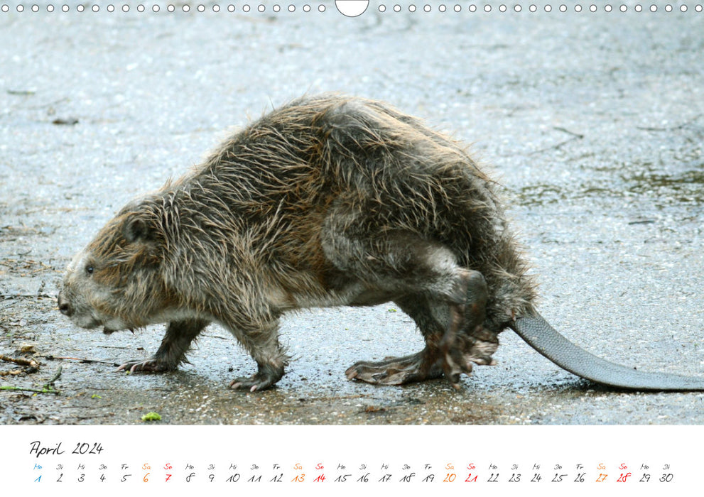 Naturfreunde, jeden Monat ein neues Tier kennen lernen. (CALVENDO Wandkalender 2024)
