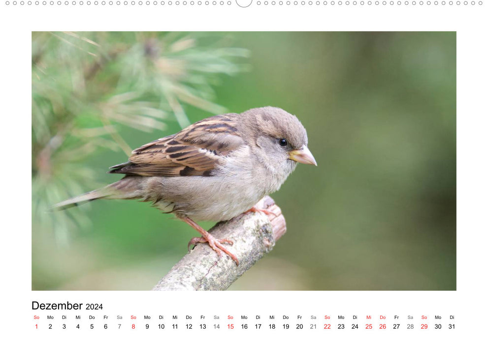 Artisten in Federn - Vögel unserer Gärten (CALVENDO Premium Wandkalender 2024)