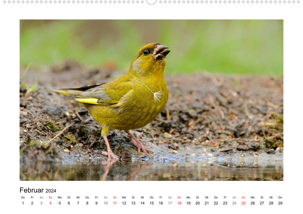 Artisten in Federn - Vögel unserer Gärten (CALVENDO Premium Wandkalender 2024)