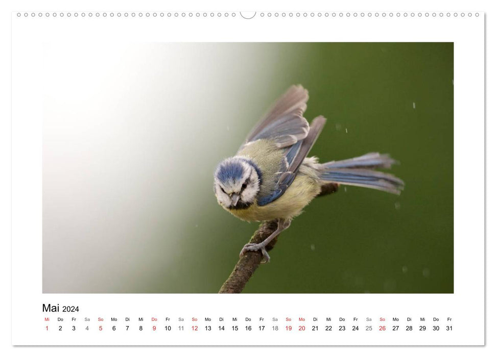 Artists in feathers - birds of our gardens (CALVENDO Premium Wall Calendar 2024) 