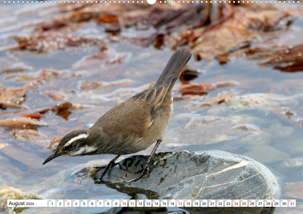 Antarktis Auf der Entdeckung ihrer Tierwelt (CALVENDO Wandkalender 2024)